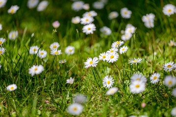 daisies in the grass