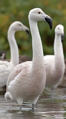 Obraz premium As the golden hour casts a warm glow, flamingos gracefully forage in tranquil waters, showcasing their vibrant plumage in stunning beauty
