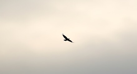 Fototapeta premium Black Bird Flying Against Pale Sky