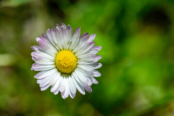 Obraz premium close up of daisy