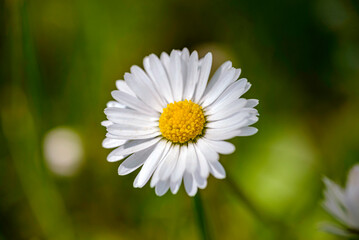 Fototapeta premium daisy in the grass