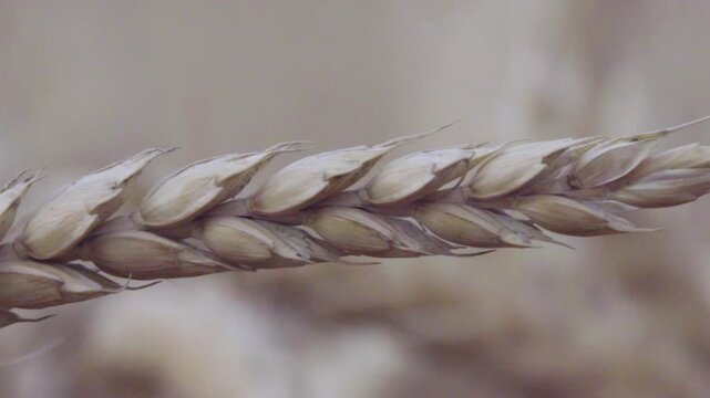 An ear of Beardless wheat (Triticum vulgare var. muticum). The final ripeness of the grain