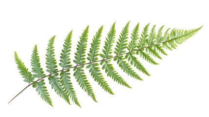 Fern Leaf Isolated on Transparent Background - Ornamental Foliage Design