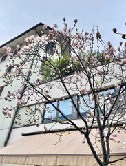 Spring Blossoms on a Beautiful Magnolia Tree Adjacent to a Contemporary Building Structure