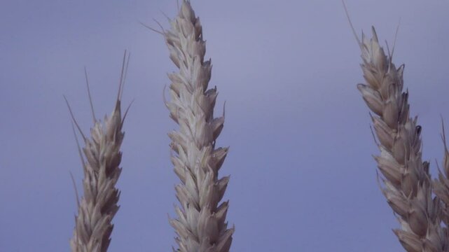 An ear of Beardless wheat (Triticum vulgare var. muticum). The final ripeness of the grain