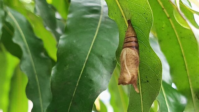 A cocoon that has become a butterfly