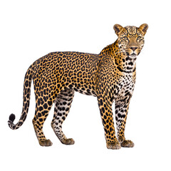 Majestic leopard stands gracefully, showcasing its striking spotted coat and powerful build. leopard intense gaze and poised stance exude confidence and strength