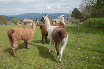 Trois lamas dans un pré