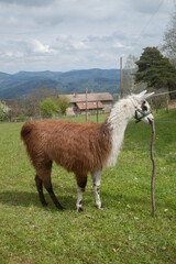 Lama dans un pré