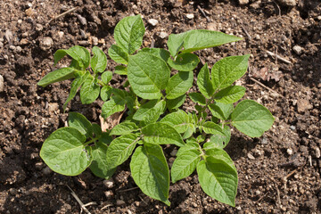 Jeune plant de pomme de terre