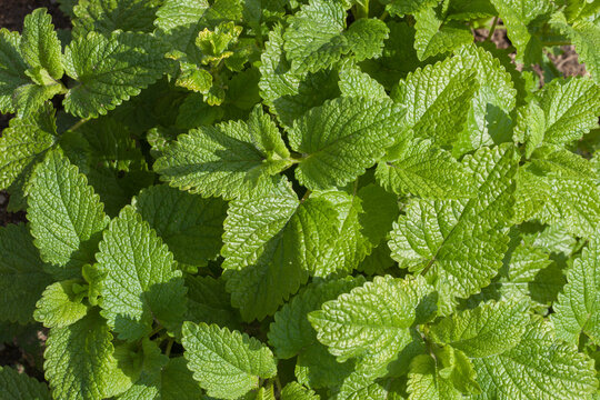 Plante de m&eacute;lisse