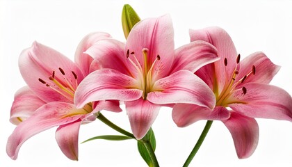 Fototapeta premium pink lily flower bloom blossom isolated