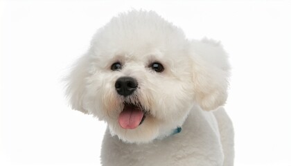 white bichon frise dog standing on white background