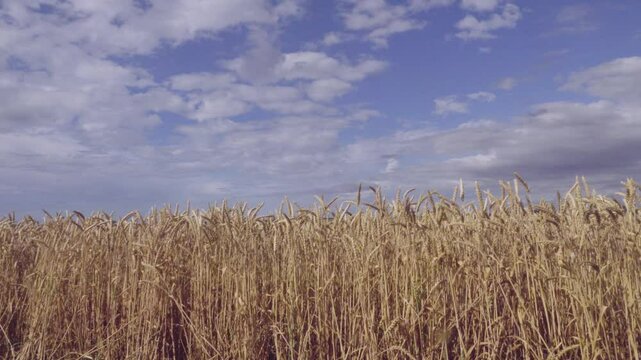 Grain-growing farm. Beardless wheat (Triticum vulgare var. muticum ripens on the plain. The ear bent under the weight of the grain. A field on the plain.