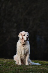 Golden retriver dog resting in the park 