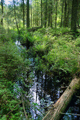 Wild plants, trees and creek in forest. stream in northern summer forest. beautiful nature background. mystical green Forest landscape with trees and water. harmony of nature