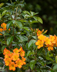 Yellow, Orange, and Red Passion Fruit Flowers with a Green Leaf Background.