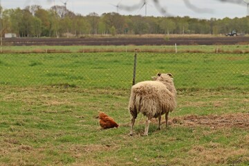 Schaf und Huhn auf einer Wiese