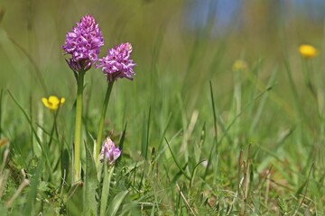 Dreizähniges Knabenkraut (Neotinea tridentata).