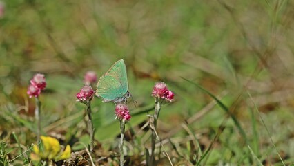 Grüner Zipfelfalter (Callophrys rubi).an weiblichem Gemeinen Katzenpfötchen (Antennaria dioica)