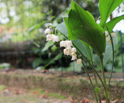 Mughetto nel giardino, Convallaria majalis