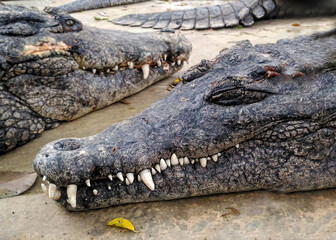 Close-Up of Resting Crocodiles on Concrete Surface