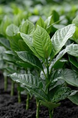 A stunning display of coffee bean seedlings thriving in a natural, green environment - botany cultivation. growth seedling