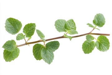 Obraz premium Fresh mint sprig vibrant green leaves isolated on white background perfect for herbal tea culinary