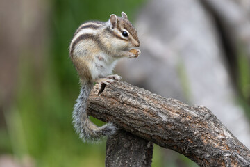 シマリス〜さいたま市りすの家〜