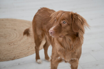 young nova scotia duck toller retriever dog at home