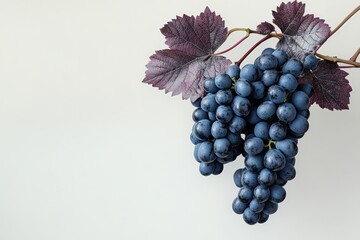 Obraz premium Lush dark grapes hanging on vine vibrant purple leaves minimalist white background natural light