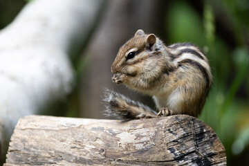 シマリス〜さいたま市りすの家〜