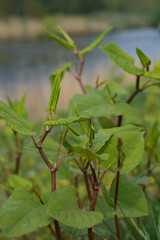 Closeup on an emerging young invasive Japanese or Asian knotweed plant growing at the side of a canal in Belgium