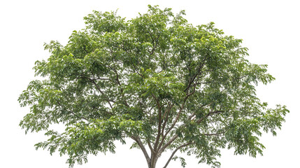 Fraxinus Excelsior Isolated on a White Background Close-Up