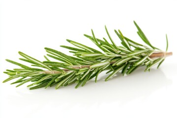 Fototapeta premium Fresh rosemary sprig vibrant green herb isolated on white background bright studio shot