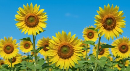 Fototapeta premium Blooming Sunflower Field Against Clear Blue Sky on a Sunny Day
