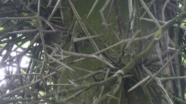 The tree bristled with thorns like a porcupine. Black locust (Gleditschia triacanthos)