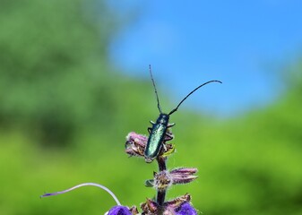 Agapanthia violacea im Nationalpark Lobau Donauauen, Österreich