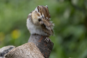 シマリス〜さいたま市りすの家〜