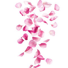 Flying pink petals isolated on white or transparent background