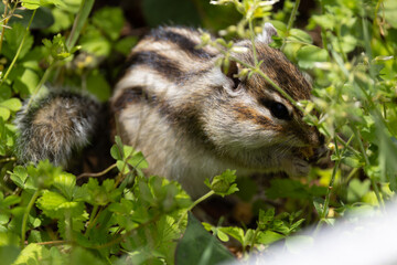 新緑のシマリス