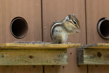 シマリス〜さいたま市りすの家〜