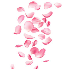 Flying pink petals isolated on white or transparent background