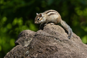 新緑のシマリス