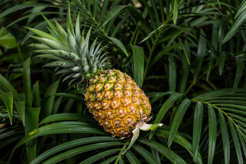 Obraz premium pineapple-with-tropical-leaves-backgroun_w6zRaZGzQ4OzKAJ0XMMR1Q_luavdRlWSS23_eXSqwH-Bg