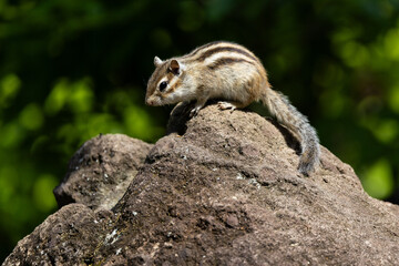 新緑のシマリス