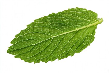 Obraz premium Closeup of a single fresh mint leaf on white background, detailed texture 