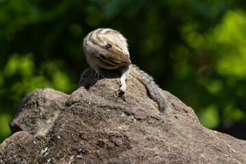 新緑のシマリス