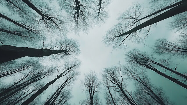 View of Bare Trees from Below with Sky Background