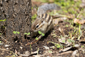 シマリス〜さいたま市りすの家〜